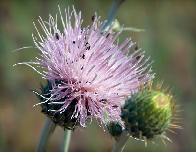 thistle bugs